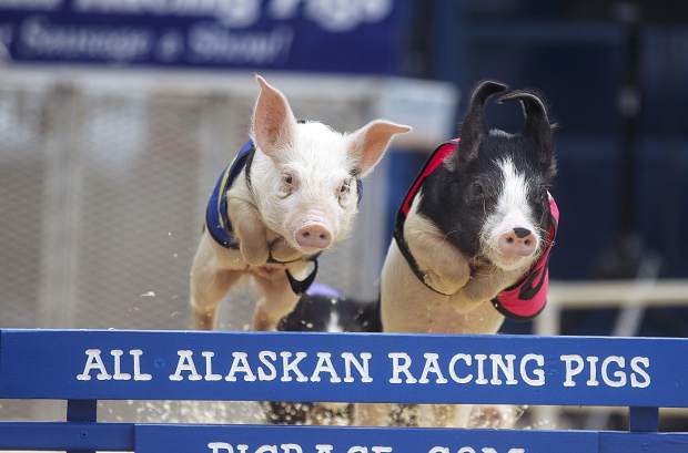 Young pigs participate in the racing event during the Colorado BBQ Challenge on Friday, June 15, 2018, in Frisco. This year the races will happen on June 14 and 15 on Fourth Avenue.