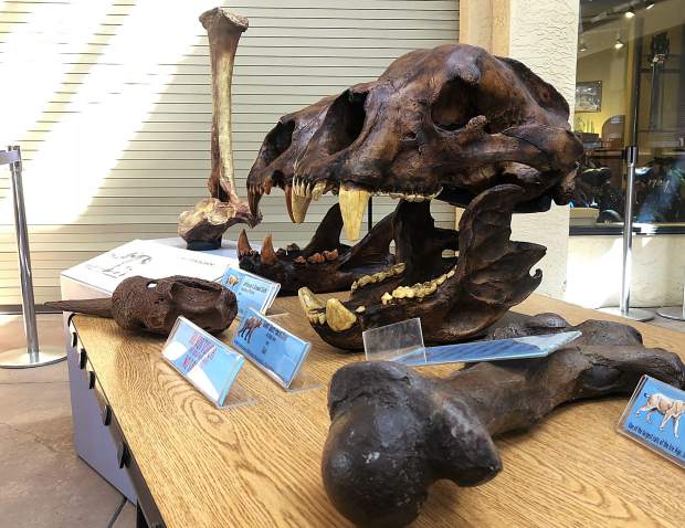 “Discover the world’s most beautiful ice age foѕѕіɩѕ” Revive ice age beasts in Snowmass village