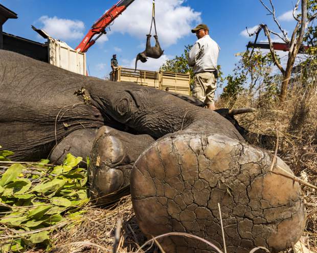 Majete Wildlife Reserve in Malawi is relocating 500 elephants to another park in the north. Thanks to strict management  and business developments for local communities outside of the reserve, all done by African Parks, wildlife numbers have soared enabling the relocation efforts - one fo the biggest ever.