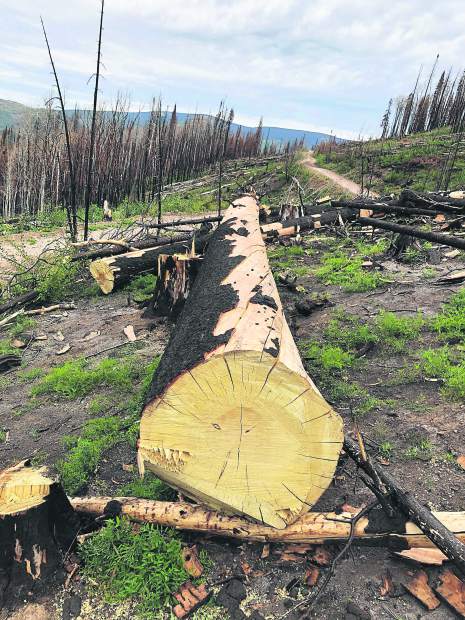 A contractor for the U.S. Forest Service cleared hazard trees within 100 feet of the centerline of Basalt Mountain Road last month.