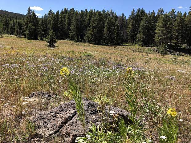 A meadow along the Basalt Mountain Trail was unscathed by the Lake Christine Fire last summer. Terrain on the east end of the trail was beyond the fire line.
