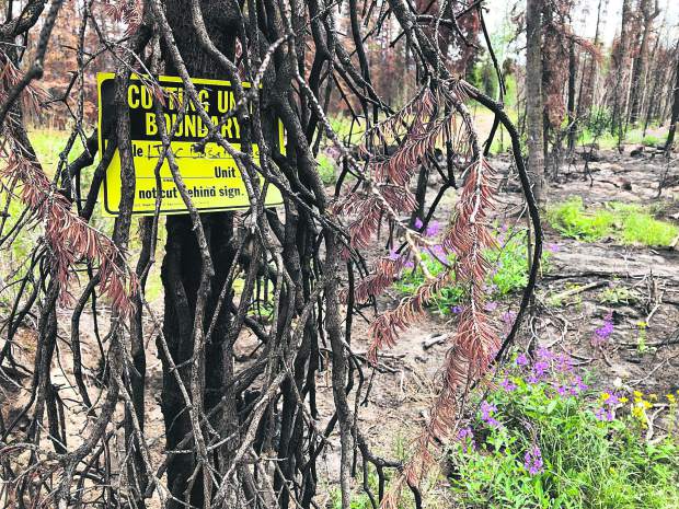 A sign marks the boundary of the clearing zone for hazard trees along Basalt Mountain Road.