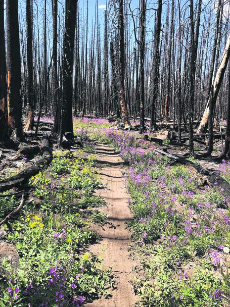 Fireweed and arnaca line a stretch of the Basalt Mountain Trail. It remained in bloom Saturday despite the hot, dry weather of August.