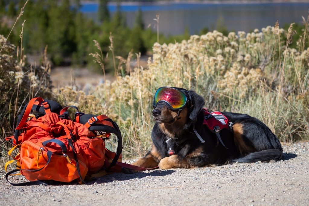 Avalanche rescue dogs gather in Summit County for rapid deployment
