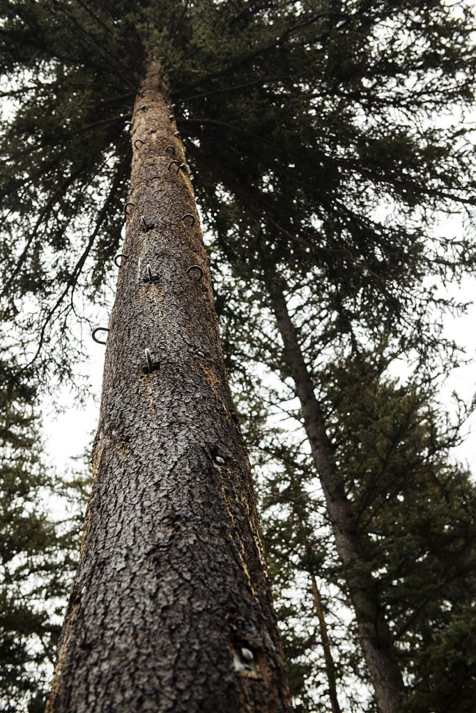 A bolted tree looms over Snowmass Creek where an obstacle course and zipline can be set up on the property of the Aspen Camp in Old Snowmass on Thursday, Nov.r 21, 2019. (Kelsey Brunner/The Aspen Times)