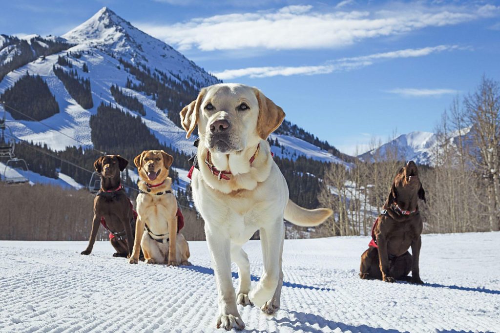 Sometimes as a photographer you absolutely get lucky. We were about to head back to the patrol hut. While I was packing up the gear into the backpack, Piper and her human decided to flop down and exchange a high-five. Ski Patrol of Snowmass