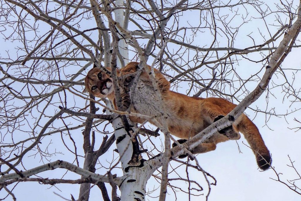 Uccs Mountain Lions Apparel