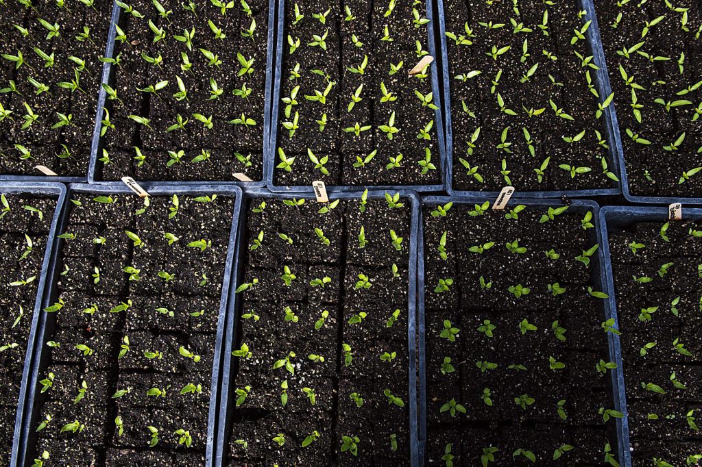 Seedlings reach for the sunlight in one of the greenhouses at Wild Mountain Seeds in Carbondale on Thursday, April 2, 2020. (Kelsey Brunner/The Aspen Times)