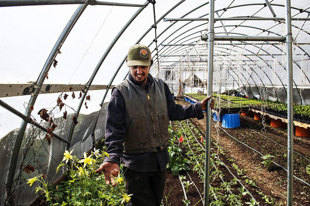 Casey Piscura touches a flower growing in one of the greenhouses at Wild Mountain Seeds in Carbondale on Thursday, April 2, 2020. (Kelsey Brunner/The Aspen Times)