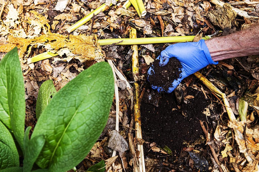 Jerome Osentowski, 78, picks up a handful of soil under a bed of dead leaves that is used for worm farming in a green house at Central Rocky Mountain Permaculture Institute in Basalt on Wednesday, April 1, 2020. (Kelsey Brunner/The Aspen Times)