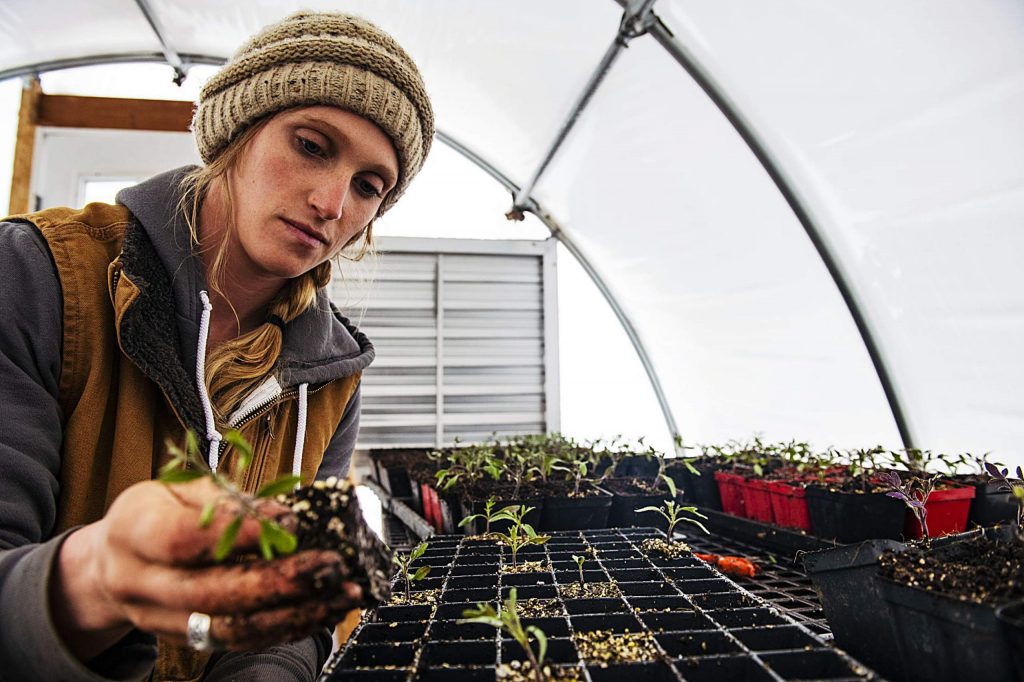 Harper Kaufman plants tomatoes in one of her greenhouses at Two Roots Farm in Basalt on Thursday, April 2, 2020. (Kelsey Brunner/The Aspen Times)