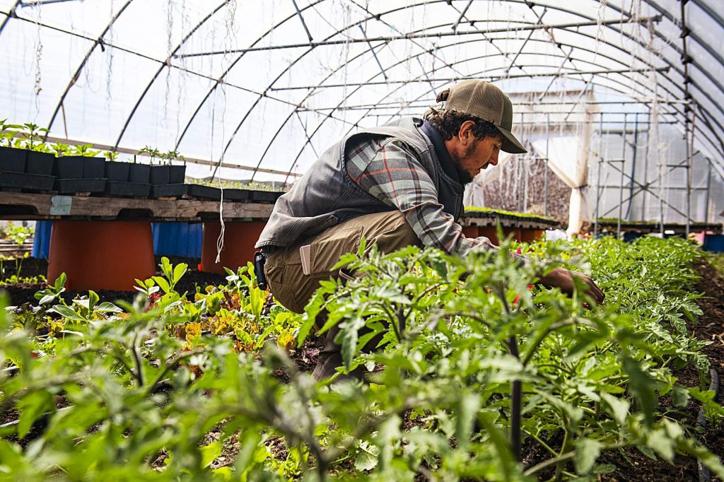 Wild Mountain Seeds farmer Casey Piscura works in the greenhouse in Carbondale on Thursday, April 9, 2020. 