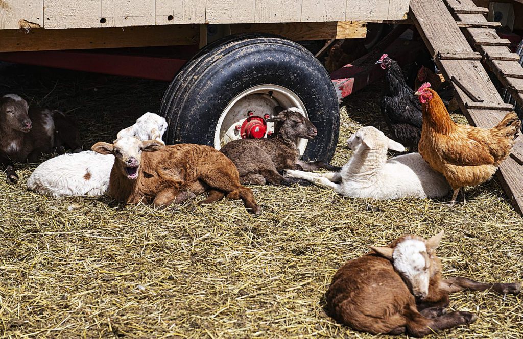Farm Collaborative promotes education, homegrown food production during ...