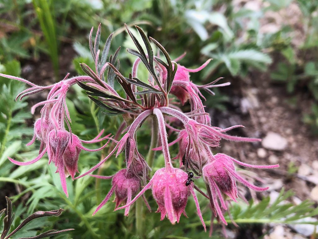 In Bloom: Wildflower fireworks in full display to celebrate