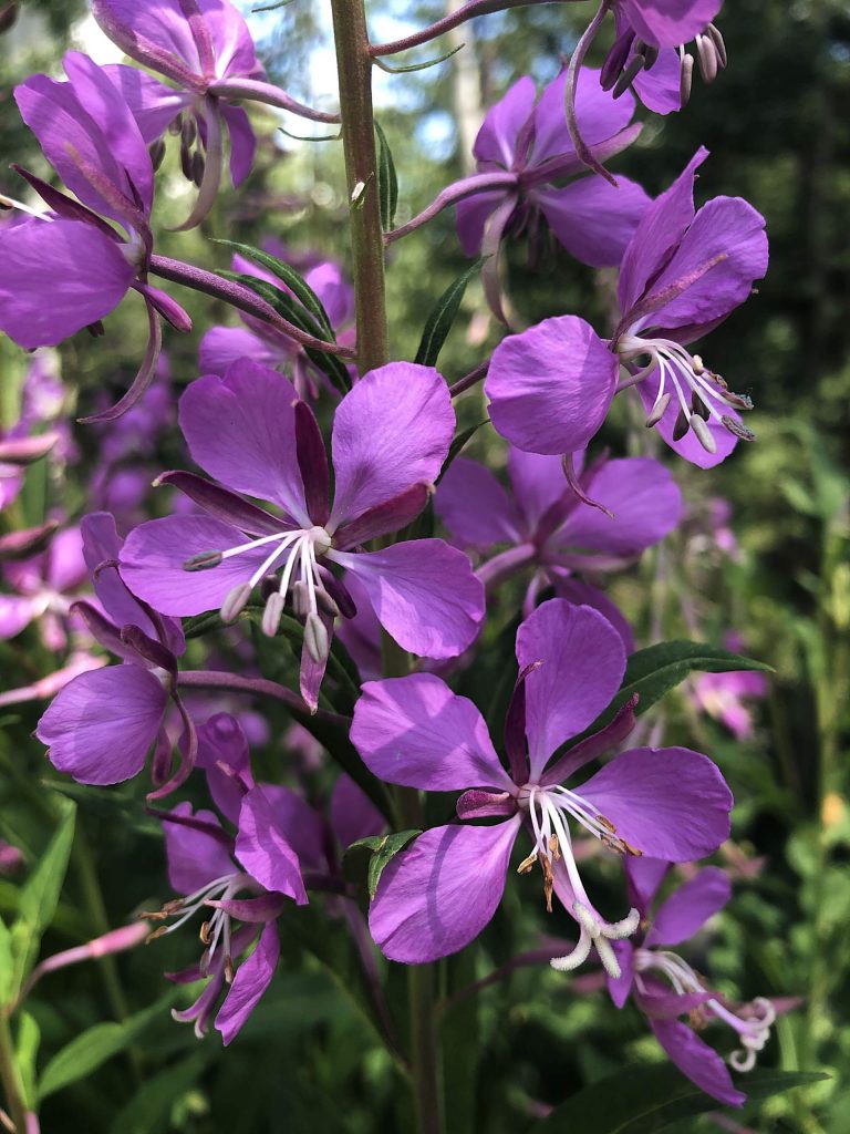 Fireweed.