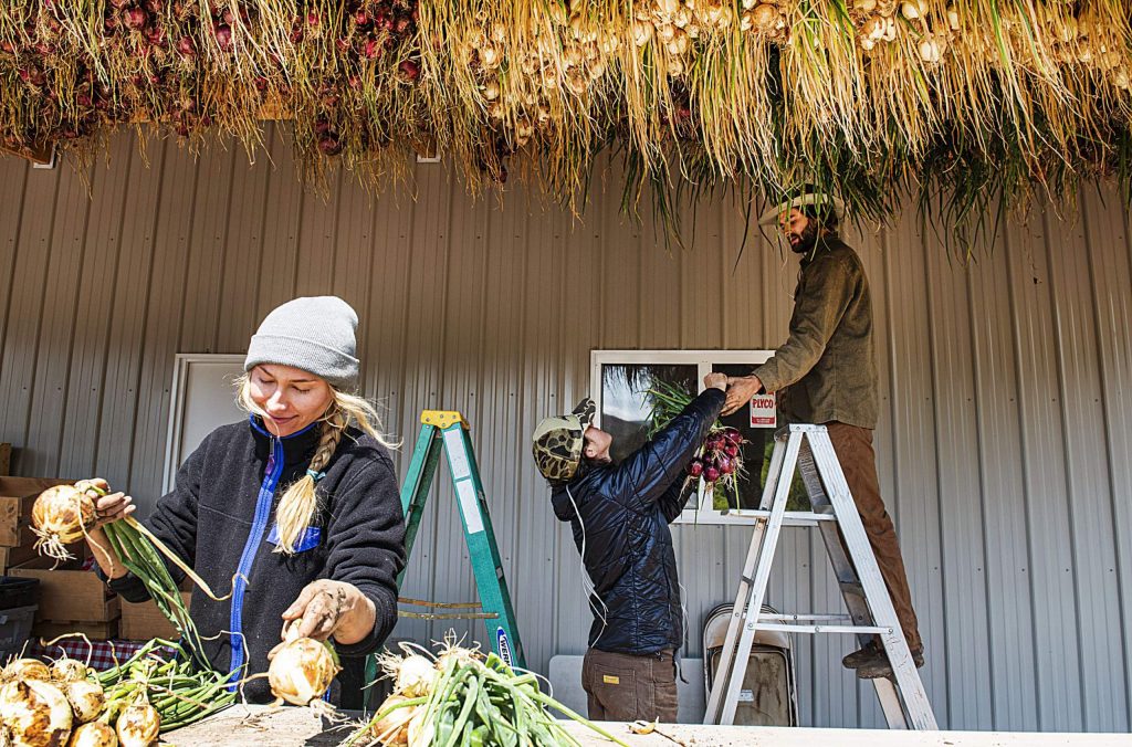 Courtney Pascal, left, ties bunches of onion as Emma Geddes hands onions to Andrew Samuels to hang on the ceiling of a barn at Two Roots Farm on Emma Road on Wednesday, Sept. 9, 2020. (Kelsey Brunner/The Aspen Times)