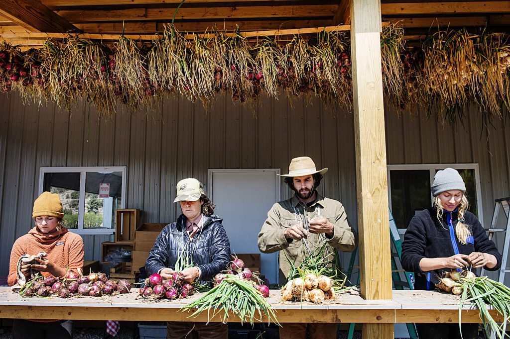 Farmers Hayden Gamble, left, Emma Geddes, Andrew Samuels and Courtney Pascal tie bunches of onion to hang and dry at Two Roots Farm on Emma Road on Wednesday, Sept. 9, 2020. (Kelsey Brunner/The Aspen Times)