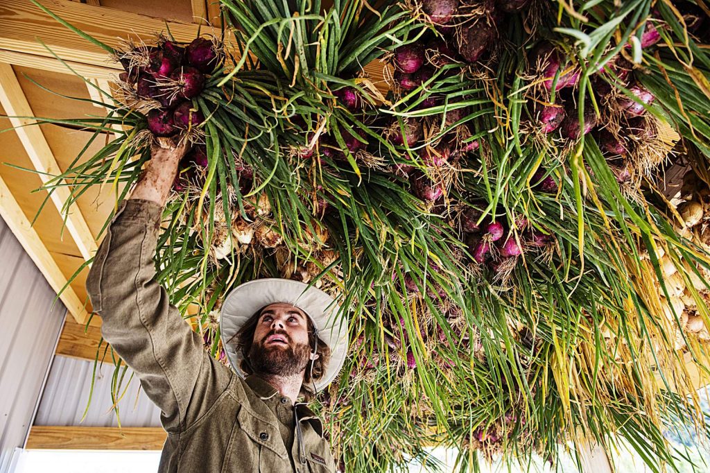 Farmer Andrew Samuels hangs bunches of onions to dry and then cure at Two Roots Farm on Emma Road on Wednesday, Sept. 9, 2020. The onions were harvested quickly because of the frost. Two Roots Farm will sell the onions through the winter. (Kelsey Brunner/The Aspen Times)