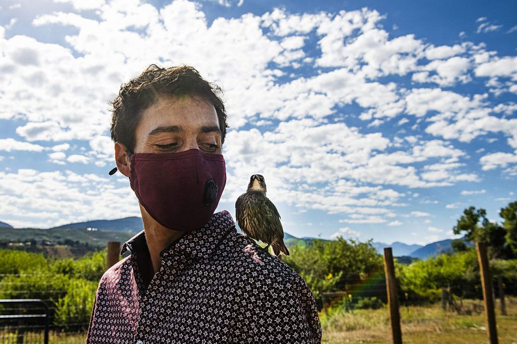 Farm Collaborative’s executive director Eden Vardy looks over at the starling on his shoulder while touring the property in Aspen on Wednesday, July 29, 2020. The starling was raised on the farm and roams free, but likes to visit with people during the day. (Kelsey Brunner/The Aspen Times)