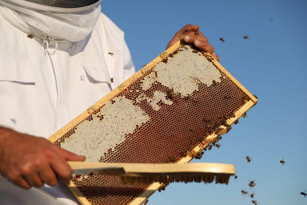 Does saving bee colonies mean breaking with tradition? - SWI