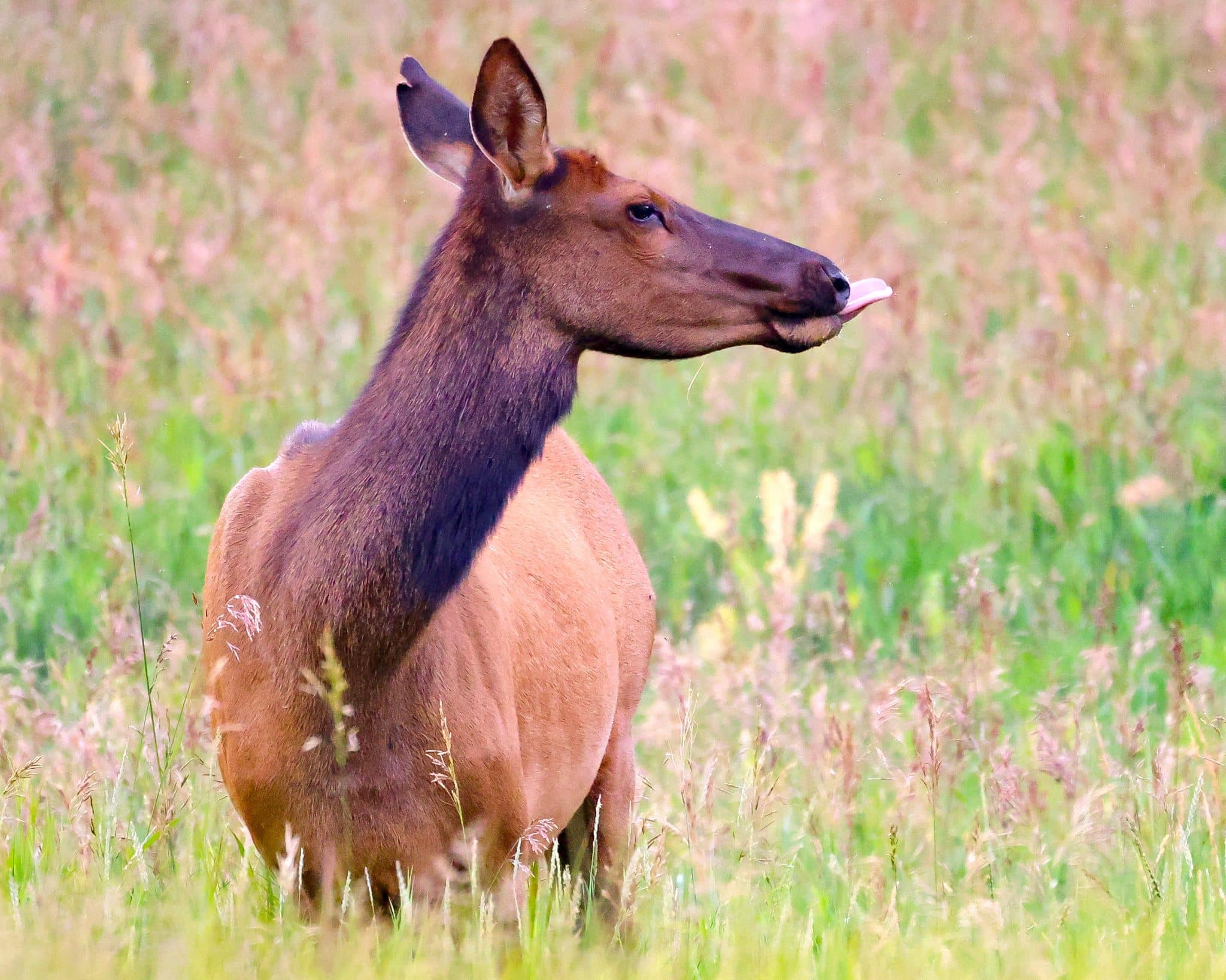 PitCo to conduct lottery for elk hunting at Sky Mountain Park