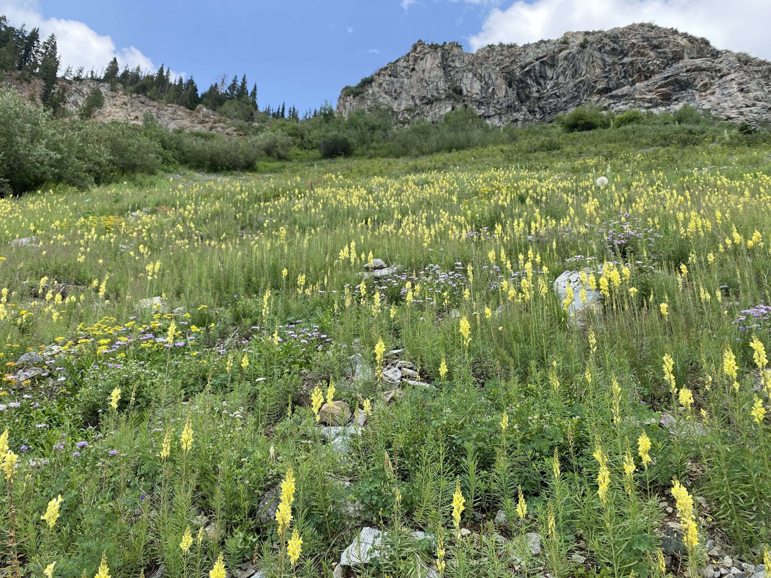 In Bloom: Ingress into the Largesse | AspenTimes.com