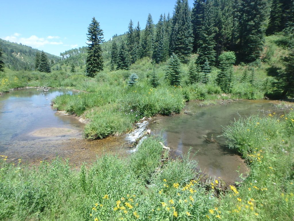U.S. Forest Service to find out just how many beavers live in the valley