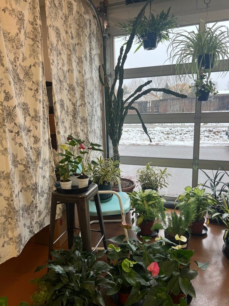 Top five tips for houseplants according to a Carbondale-based botany ...