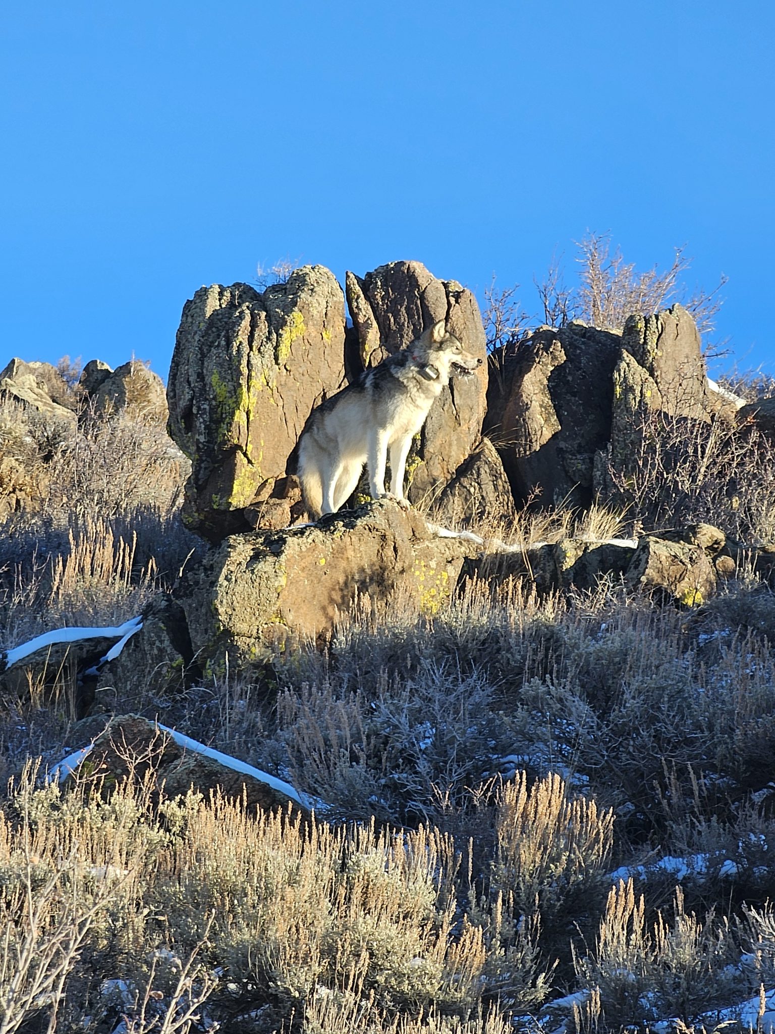 Wolf Collared Movement Collared wolf photographed in Grand County | AspenTimes.com