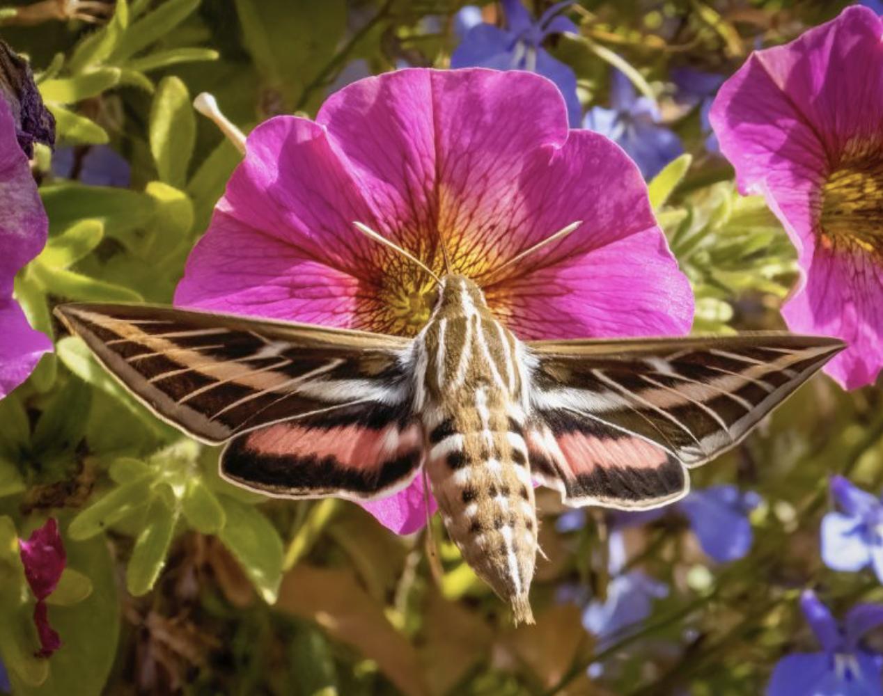 Colorado Ecosystems Insects Bug buzz: Colorado lawmakers move to study insects, rare plant ...