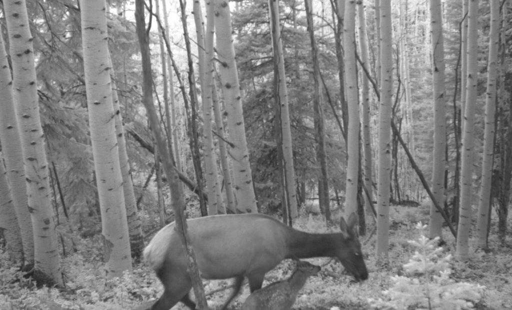 Roaring Fork Valley&rsquo;s seasonally-closed trails are in effect now 