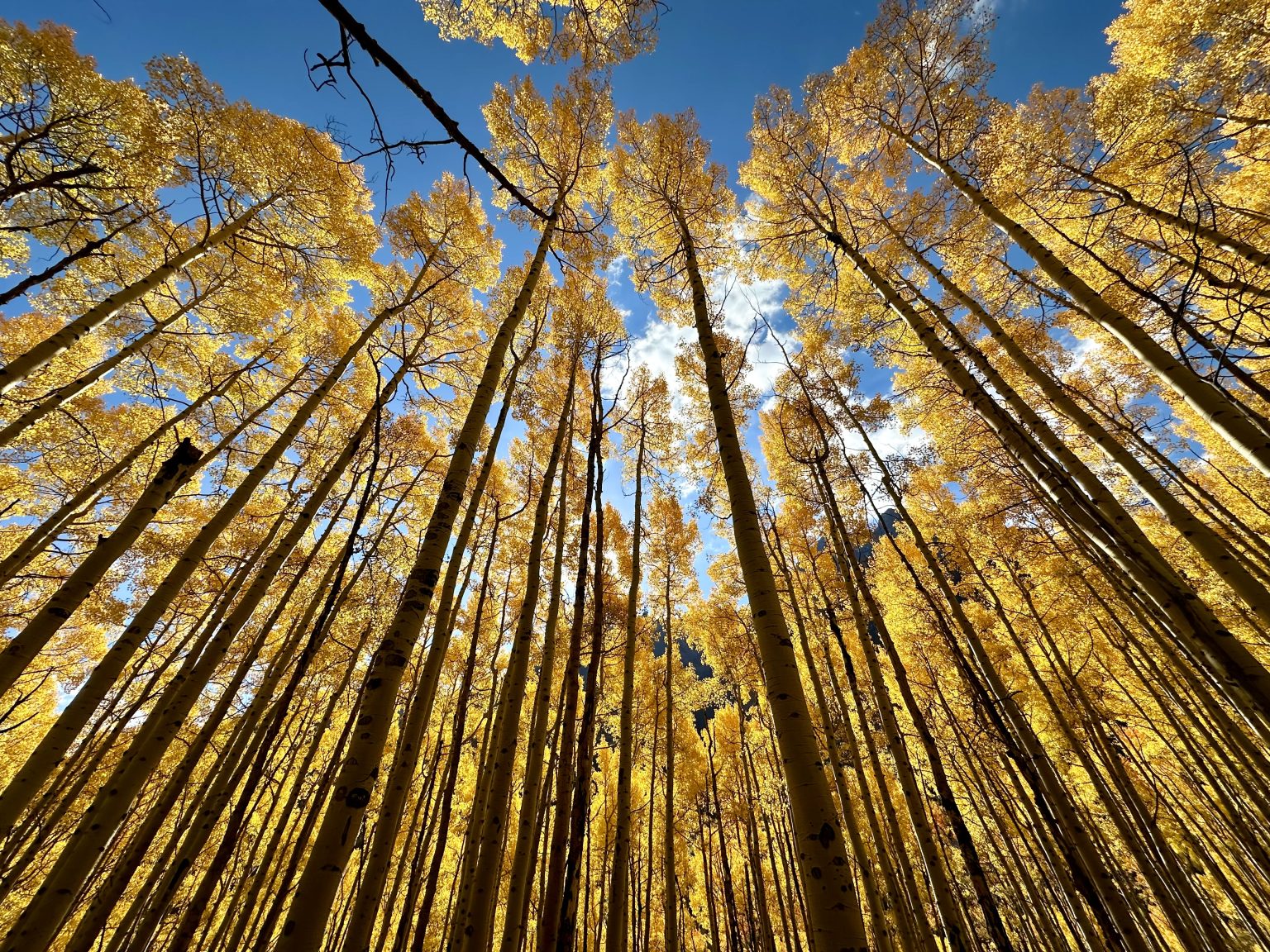 PHOTOS It S Peak Leaf Changing Season In Pitkin County AspenTimes Com IMG 6222 1536x1152