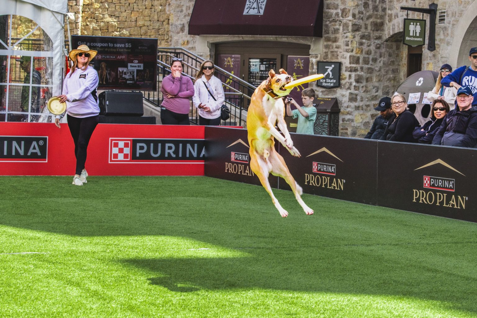 Purina Incredible Dog Challenge Experience brings incredible stories to