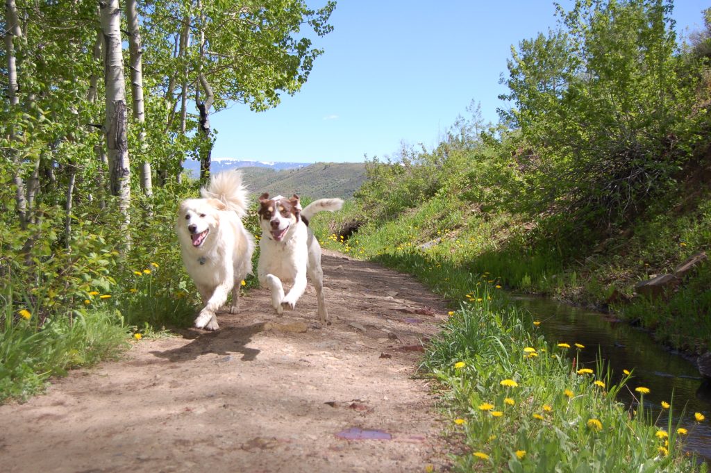 Rubey Rescue Run/Courtesy photo
