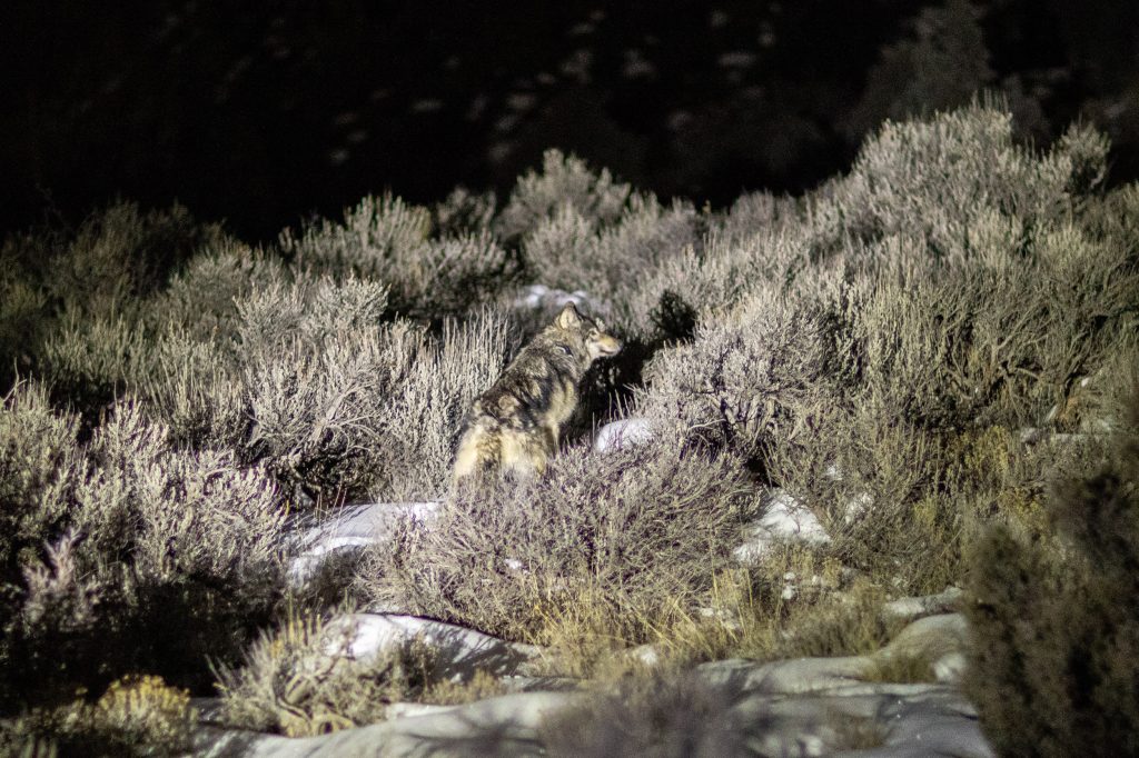 Colorado Parks and Wildlife/Courtesy photo