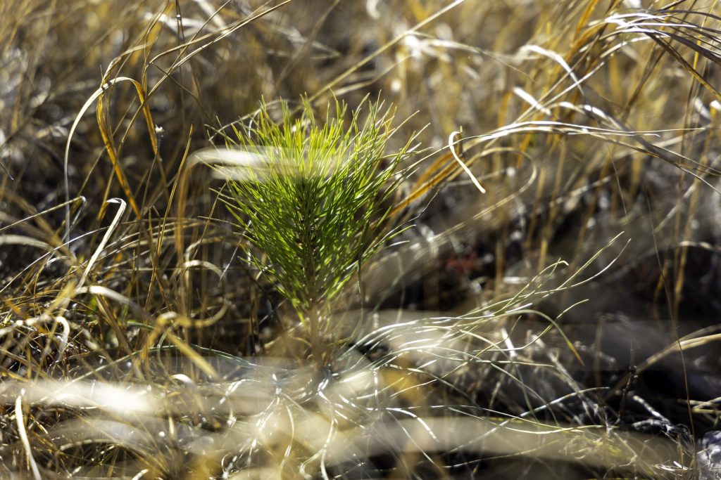 Isaac Elliot/Courtesy photo