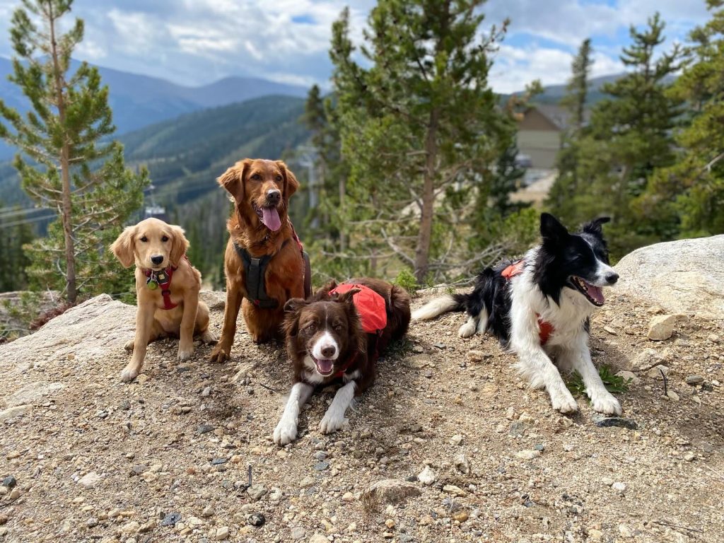 Meet Obie, Winter Park’s newest avalanche dog in training