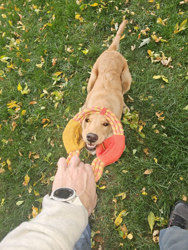 Meet Obie, Winter Park’s newest avalanche dog in training