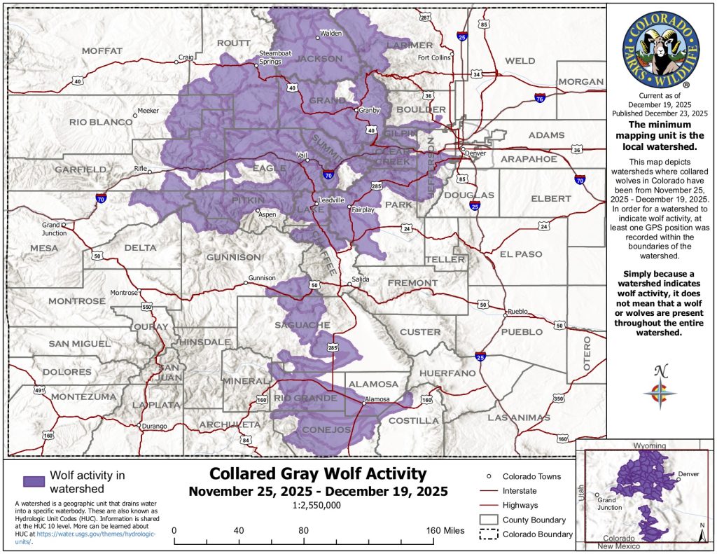 Where did Colorado’s wolves spend time in December?