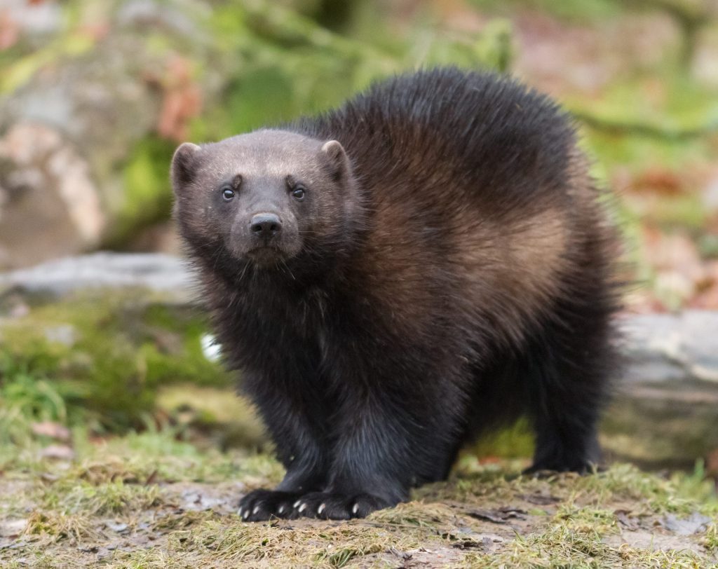 Colorado’s historic wolverine restoration starts soon: Here’s what plan reveals about how, where and why latest predator restoration is occurring
