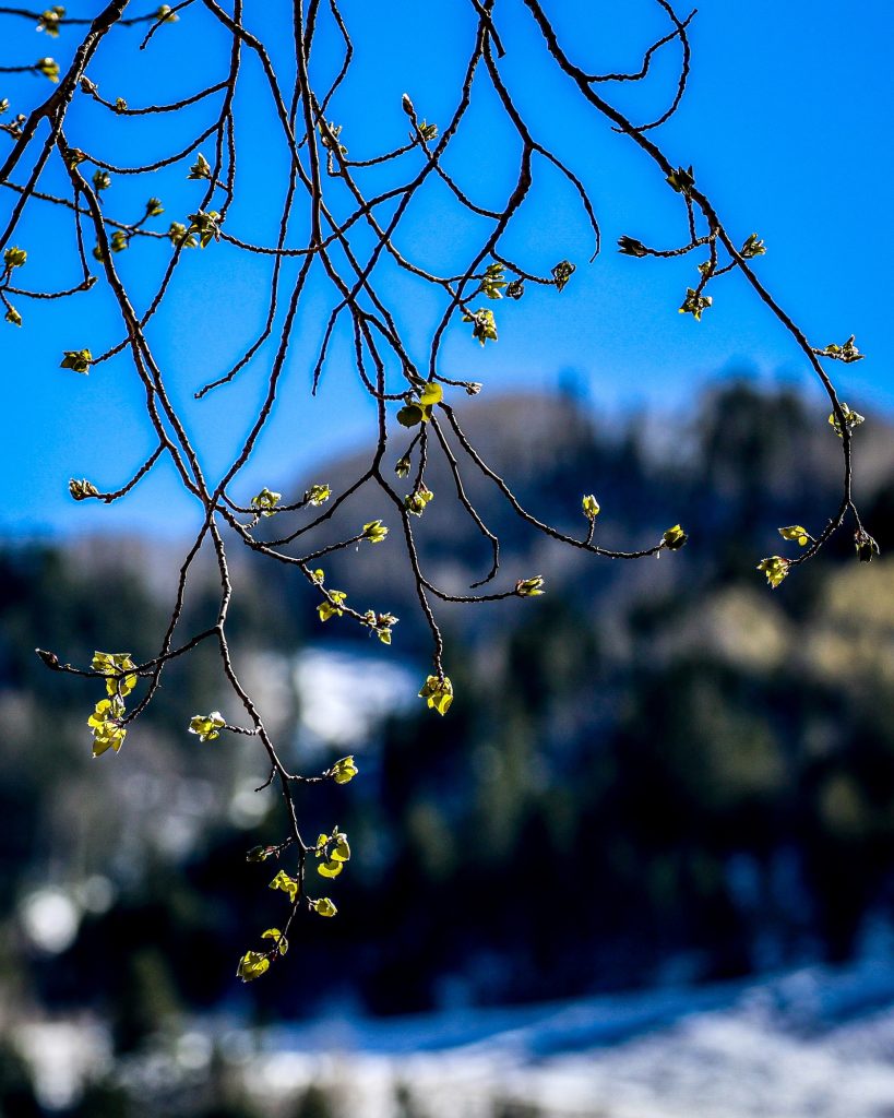 featured image for post Aspen’s spring off-season restaurant roundup