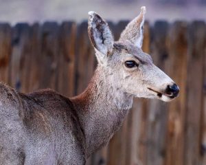 Two of Gov. Polis’ nominations for the Colorado Parks and Wildlife Commission withdraw before final Senate vote after committee contention