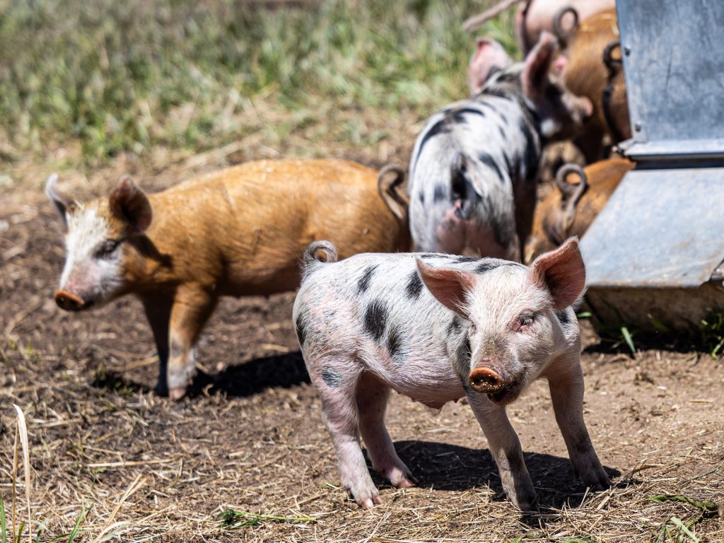 Piglets Axed Piglets return to ACES at Rock Bottom Ranch after almost a decade ...