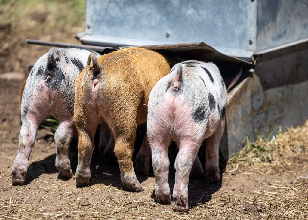 Piglets return to ACES at Rock Bottom Ranch after almost a decade ...