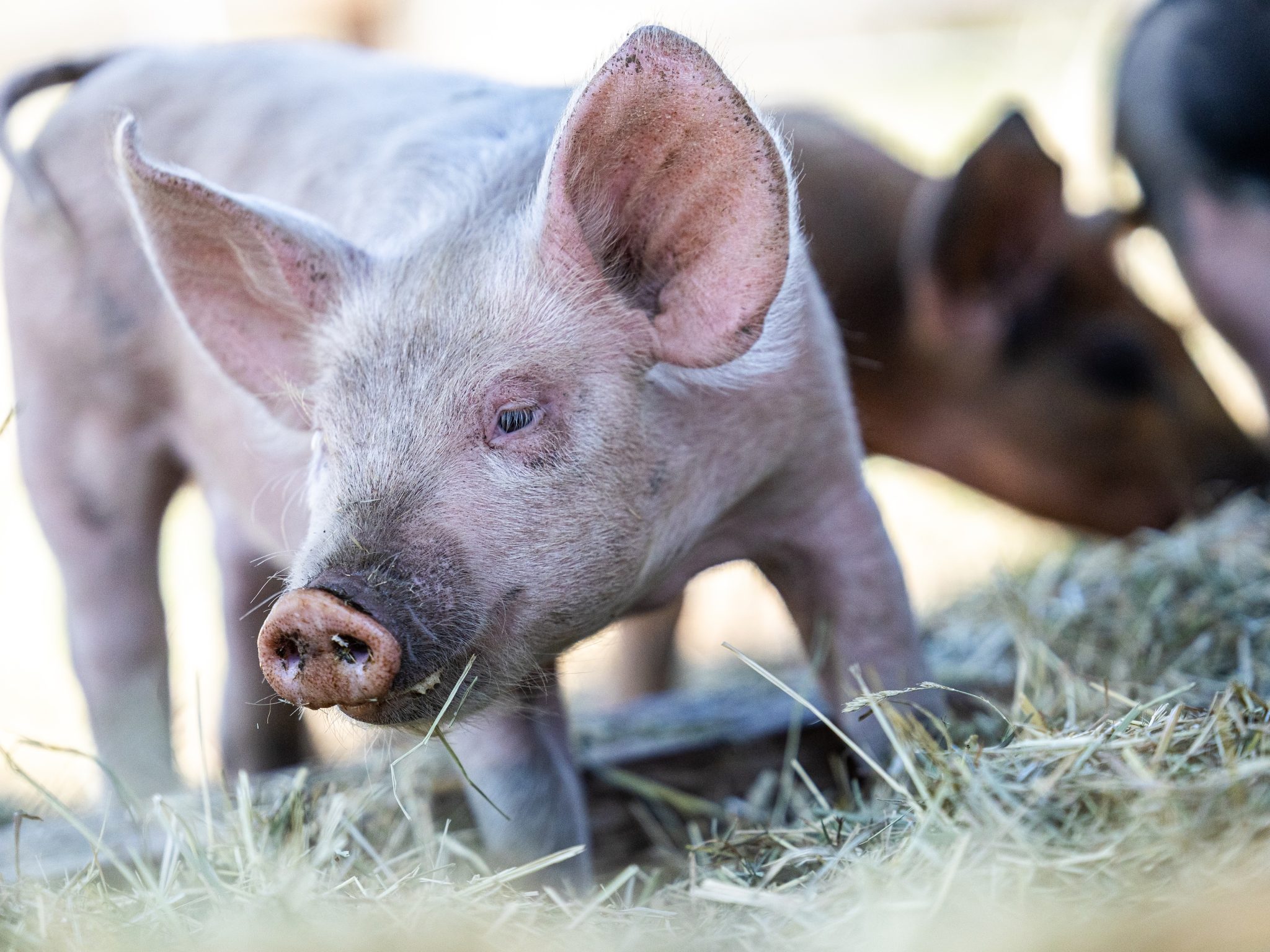 Piglets Axed Piglets return to ACES at Rock Bottom Ranch after almost a decade ...