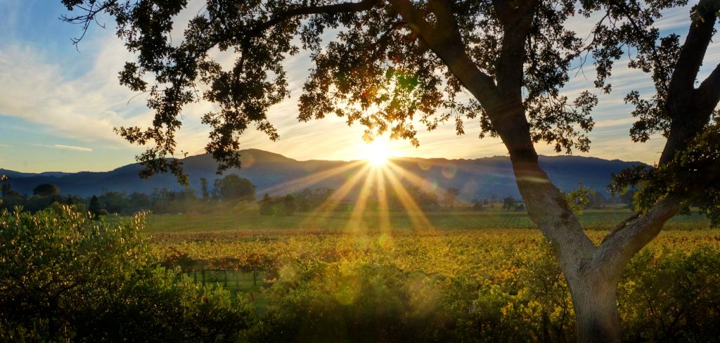 Calistoga Estate Vineyard/Courtesy photo