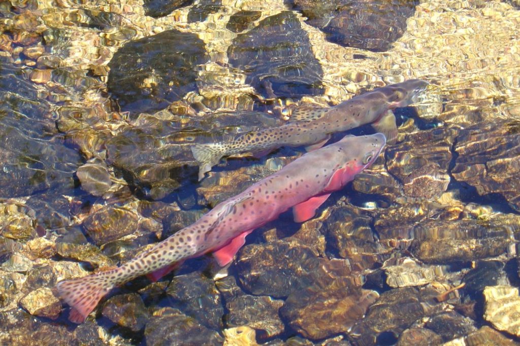 Trump administration kills Endangered Species Act rule, in move ...