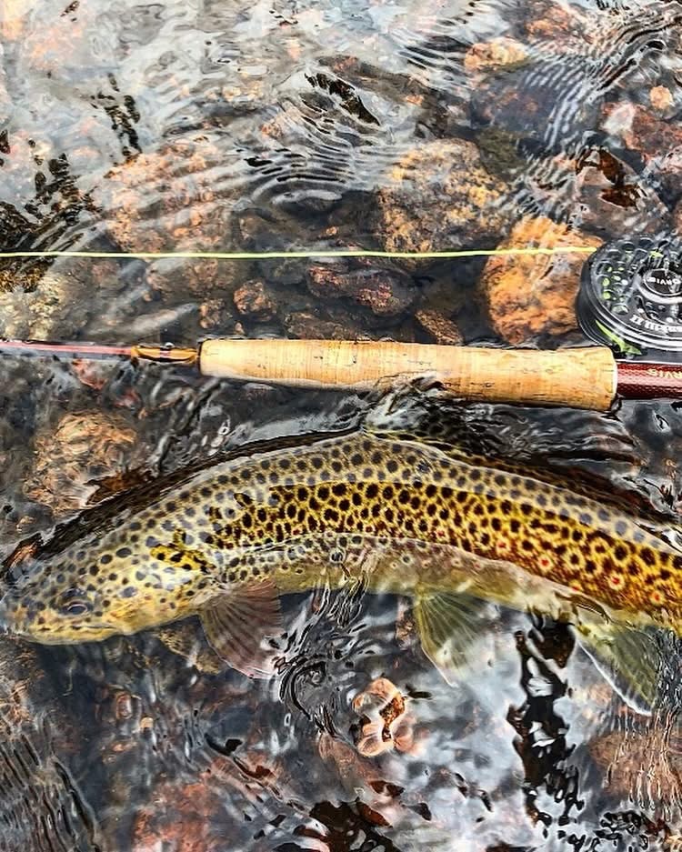 On the Fly: Reading the signs