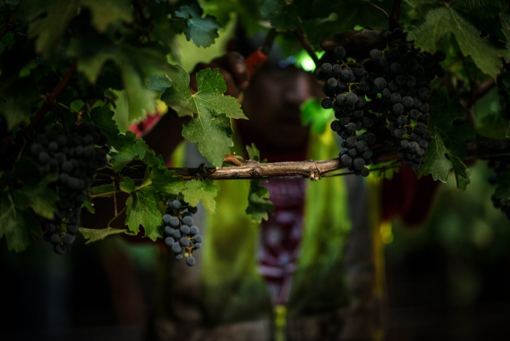 WineInk: An early pick
