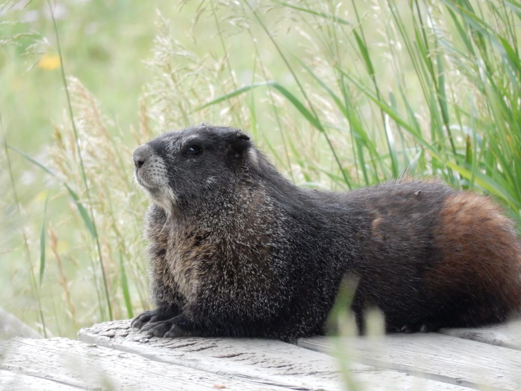 Colorado's first-ever ‘Fat Marmot Week' aims to raise awareness for the charismatic, whistling mammals